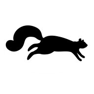 Black Squirrel