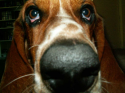 Lykle