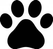 Blackdog