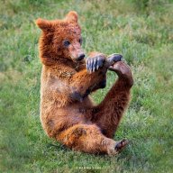 Diversive Arnas