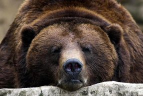 Grizz53