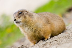 Bad_Marmot