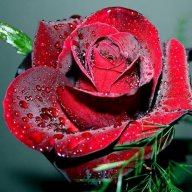 majid