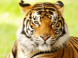 TigerJohn