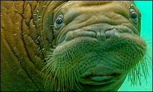 allmightywalrus