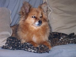 Dustydog