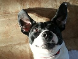 Colt The Dog